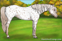 Horse Color:Chestnut Appaloosa 