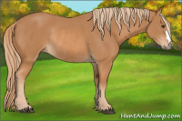 Horse Color:Chestnut Rabicano 
