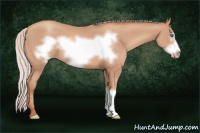 Horse Color:Silver Amber Champagne Frame 