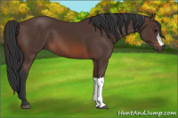 Horse Color:Brown 