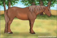Horse Color:Liver Chestnut 