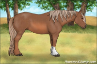 Horse Color:Liver Chestnut