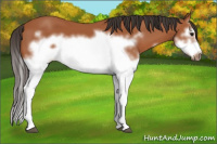 Horse Color:Bay Splash Frame 