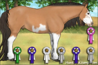 Horse Color:Bay Roan Splash Frame