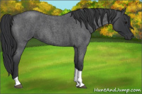 Horse Color:Blue Roan Tobiano