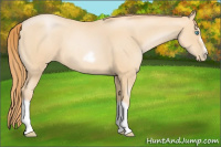 Horse Color:Buckskin Roan Pearl Splash Frame 