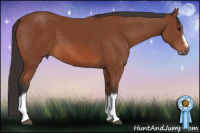Horse Color:Bay Splash Frame