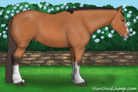 Horse Color:Bay Splash Frame