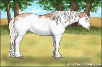 Horse Color:Silver Bay Pearl Splash Frame 