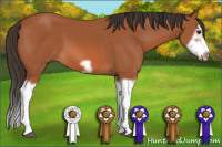Horse Color:Bay Splash Frame