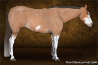 Horse Color:Bay Roan Splash Frame