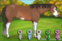Horse Color:Bay Splash Frame 