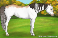 Horse Color:Bay Dun Splash Frame 