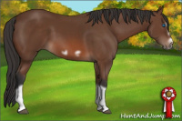 Horse Color:Bay Splash Frame