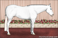 Horse Color:White Spotted Perlino Appaloosa 
