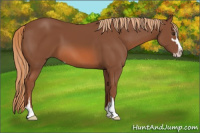 Horse Color:Liver Chestnut Sabino 