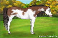 Horse Color:Bay Splash Frame