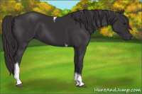 Horse Color:Smoky Black Tobiano 