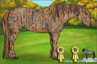 Horse Color:Blue Roan Sabino Rabicano  Brindle