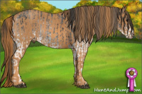 Horse Color:White Spotted Blue Roan Rabicano  Brindle