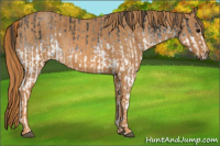 Horse Color:White Spotted Blue Roan Rabicano  Brindle