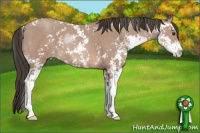 Horse Color:Classic Champagne Sabino 