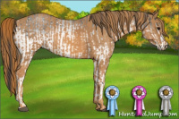 Horse Color:White Spotted Blue Roan Rabicano  Brindle