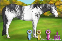 Horse Color:White Spotted Brown Rabicano 