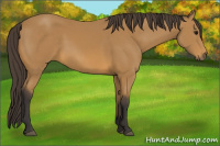 Horse Color:Buckskin 