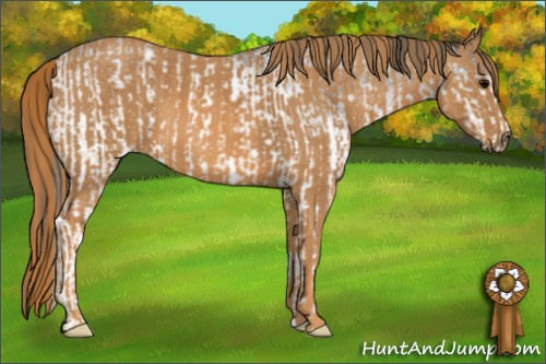 Horse Color: White Spotted Blue Roan Rabicano  Brindle
