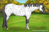 Horse Color:Black Near Leopard 