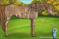 Horse Color:White Spotted Blue Roan Rabicano  Brindle