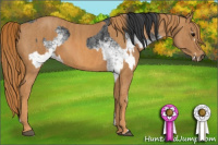 Horse Color:White Spotted Blue Roan Rabicano  Brindle