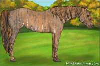 Horse Color:White Spotted Blue Roan Rabicano  Brindle