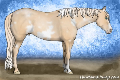 Horse Color: White Spotted Palomino Pearl Frame 