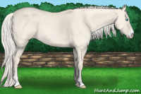 Horse Color:Cremello Dun Sabino 