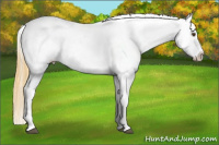 Horse Color:White Spotted Buckskin Dun Blanket Rabicano 