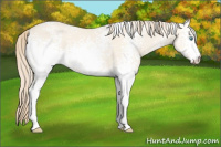 Horse Color:White Spotted Perlino Dun 