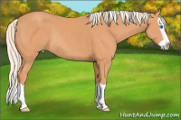Horse Color:Gray Cremello Splash Rabicano