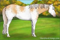 Horse Color:Gray White Spotted Gold Cream Champagne Dun Splash 