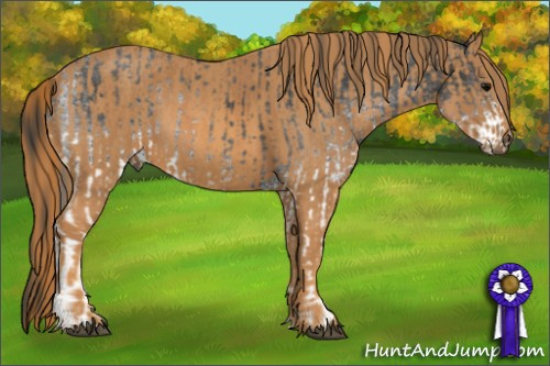 Horse Color: White Spotted Blue Roan Rabicano  Brindle