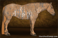 Horse Color:White Spotted Blue Roan Rabicano  Brindle