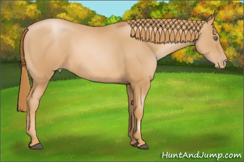 Horse Color: Chestnut Pearl 