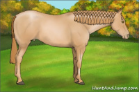 Horse Color:Chestnut Pearl