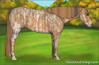 Horse Color:White Spotted Blue Roan Rabicano  Brindle