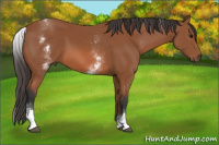Horse Color:White Spotted Bay 