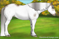 Horse Color:White Spotted Buckskin Splash Frame 