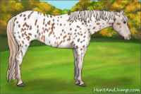 Horse Color:Chestnut Appaloosa 