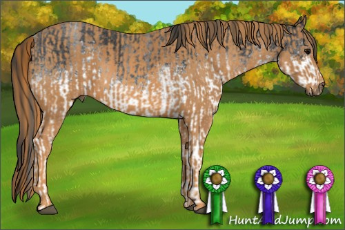 Horse Color: White Spotted Blue Roan Rabicano  Brindle