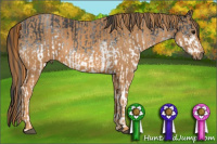 Horse Color:White Spotted Blue Roan Rabicano  Brindle